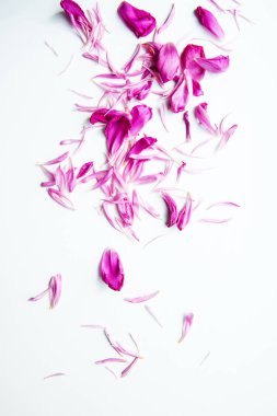 Texttex için yer beyaz arka planda yatan şakayık çiçekler mor yaprakları. Düz yatıyordu. Davetiye, tebrik için boş kart. Düz yatma.