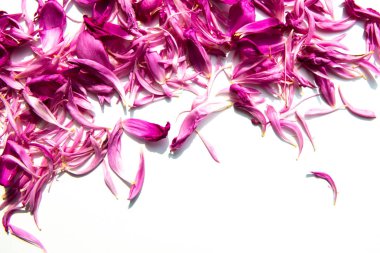 Şakayık yaprakları yakın çekim. Beyaz arka planda yatan şakayık çiçekler mor yaprakları, metin için yer. Düz yatıyordu. Davetiye, tebrik için boş kart.