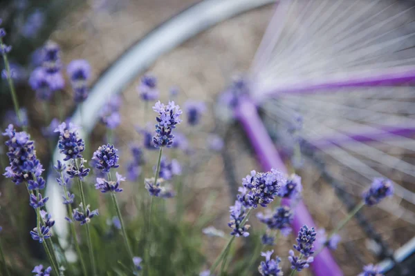 Flores de lavanda. Provenza, campo de lavanda y bicicleta púrpura . —  Fotos de Stock