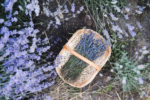 Korb mit Lavendelblüten. Lavendelfeld im Sommer — Stockfoto