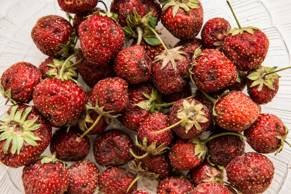 Rotten garden strawberries. Spoilt products. Pile of garbage.