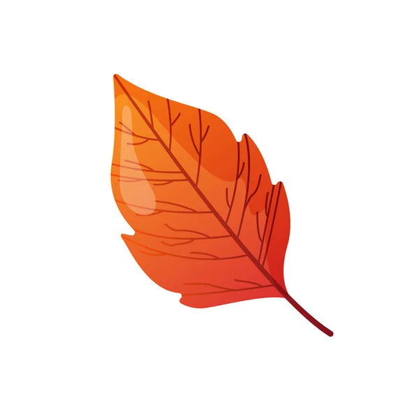 Autumn fall colorful leaf. — Stock Vector