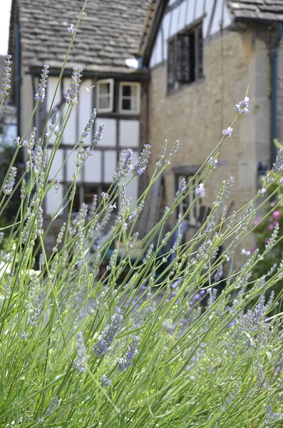 Lacock Köyü, Wiltshire, İngiltere'de eski bir Victoria evde bahçede kokulu lavanta