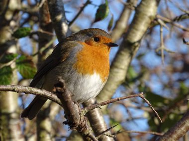 Doğruca kameraya bakarak bir Avrupa Robin (Erithacus rubecula) kuş tünemiş bir ağaç dalları arasında