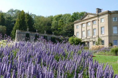 Claverton Manor Amerikan Müzesi'nde Lavanta Bahçesi