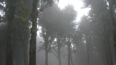 Ormanda sis var. Gran Canaria (Kanarya Adaları))