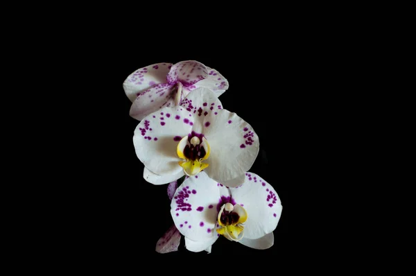 Orchidée Phalaenopsis Blanche Violette — Photo