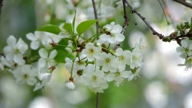 Beyaz çiçekli güzel bir arka plan üzerinde rüzgarda sallanan kiraz Şubesi