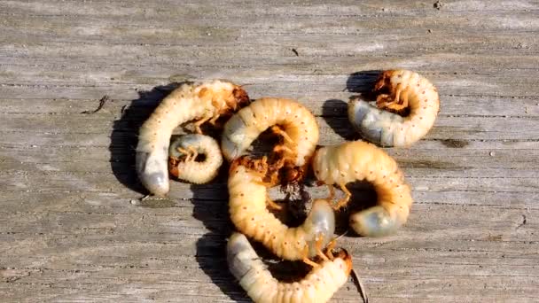 Larva de insectos macro, larva llena de proteínas, comida callejera en Asia, Tailandia — Vídeo de stock