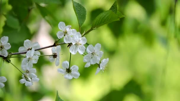Rama de cerezo con flores blancas balanceándose en el viento sobre un hermoso fondo — Vídeo de stock