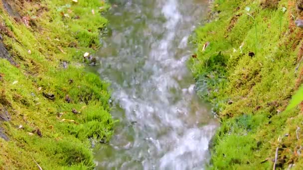 Piękne góry creek stream wodospad rzeki przepływającej w zielony las — Wideo stockowe