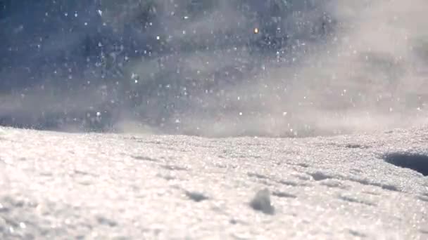 Chute de neige en hiver dans la forêt — Video