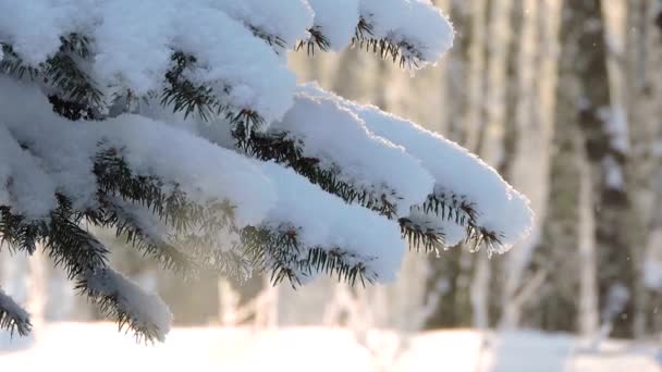 Snöfall i skogen, fir gren gungar i vinden — Stockvideo