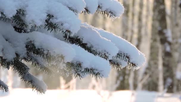 Nevicate nella foresta, il ramo di abete ondeggia nel vento — Video Stock