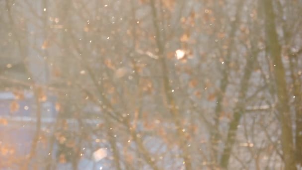 Snowfall in winter in the forest, soft snowy christmas morning with falling snow — Stock Video