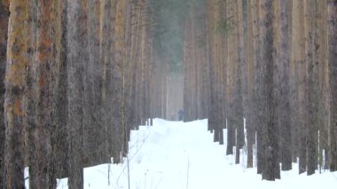 Kışın kar yağışı orman, baba ve kızı ormanda Kayak