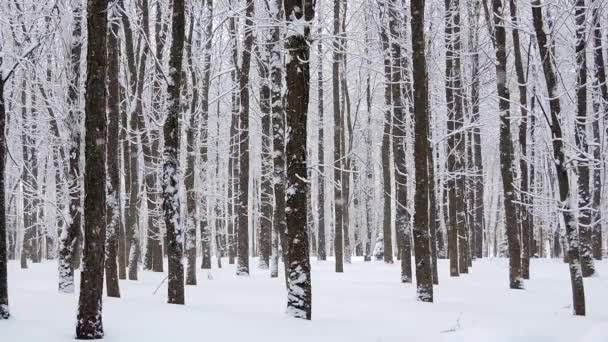 Sneeuw in de winter in het bos, zachte besneeuwde kerstochtend met vallende sneeuw — Stockvideo