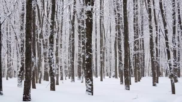 Nevicate in inverno nella foresta, morbida mattina di Natale innevata con neve che cade — Video Stock