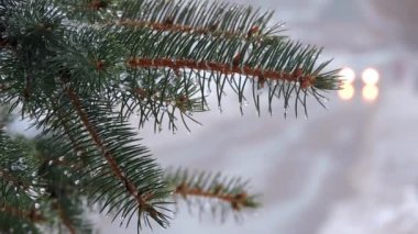 Snjwfall. Çam dalları kar ve damla ile kaplı. Arabayı yolda gidiyor