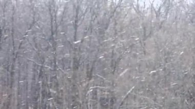 Kışın ormanda kar yağışı, kar yağarken yumuşak karlı bir Noel sabahı.