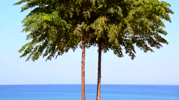 Красивый морской пейзаж, одинокое дерево на фоне лазурного моря и голубого неба — стоковое видео