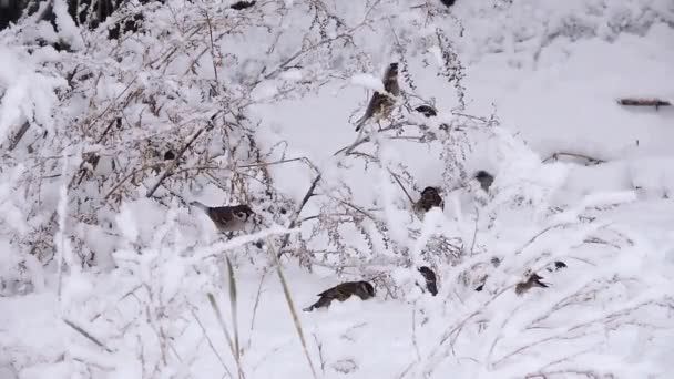 Uccelli Passeri Saltano Ramo Ramo Durante Una Nevicata — Video Stock