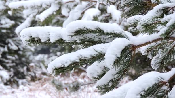 Nieve en invierno en el bosque, rama de abeto se balancea en el viento — Vídeo de stock