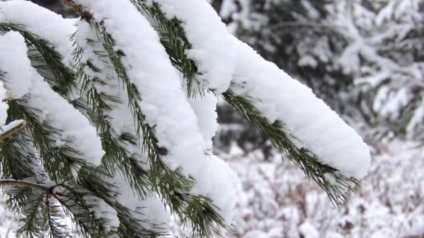 Nieve en invierno en el bosque, rama de abeto se balancea en el viento — Vídeo de stock