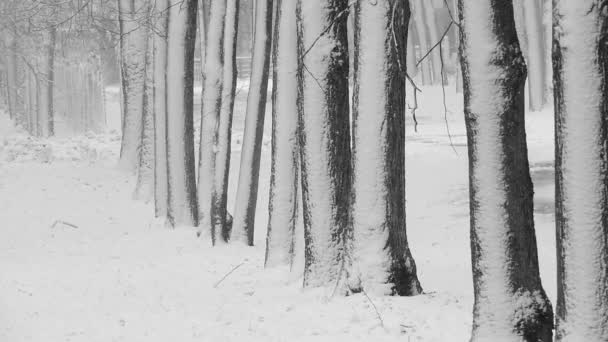 冬天的降雪，在森林里，柔和的雪天早晨，下着雪 — 图库视频影像