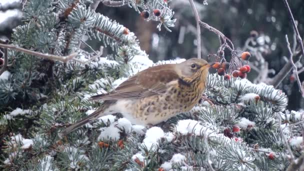 Pássaro comendo bagas vermelhas no ramo, queda de neve, sobrevivência no inverno, aves de alimentação — Vídeo de Stock