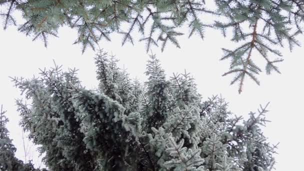 Las fuertes nevadas en el bosque. Ramas cubiertas de nieve se balancean en el viento — Vídeo de stock