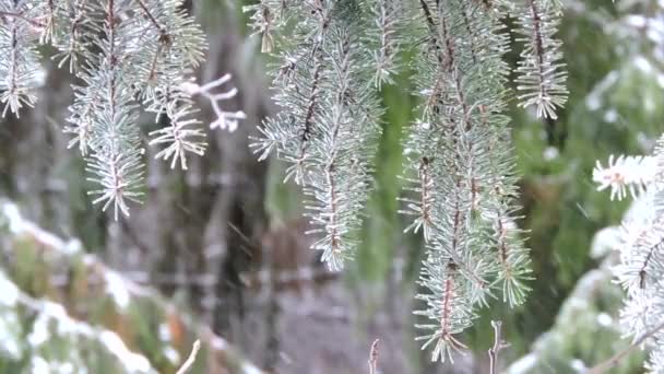 Las fuertes nevadas en el bosque. Ramas cubiertas de nieve se balancean en el viento — Vídeo de stock