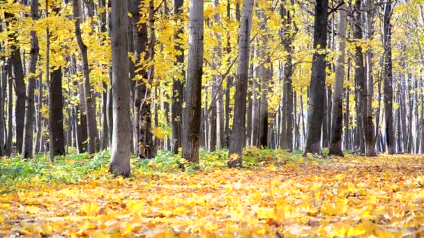 秋のシーン。秋の公園でカラフルなカエデの葉、黄色い木が落ちる. — ストック動画