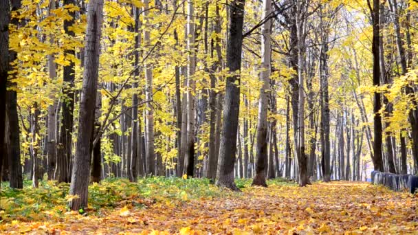Sonbahar Sahnesi. Düşen renkli akçaağaç yaprakları, sonbahar parkında sarı ağaçlar. — Stok video