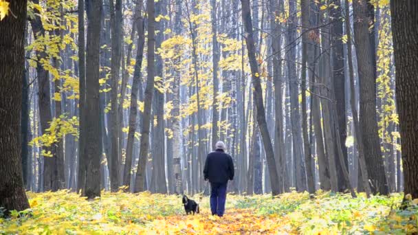 Un homme avec un chien marchant dans un parc ensoleillé d'automne. Feuilles d'érable tombantes — Video