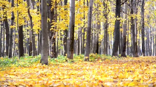 Jesienna scena. Opadające kolorowe liście klonu, żółte drzewa w parku jesienny. — Wideo stockowe