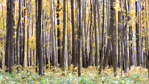 Autumn Scene. Falling colorful maple leaves, yellow trees in autumnal park. — Stock Video