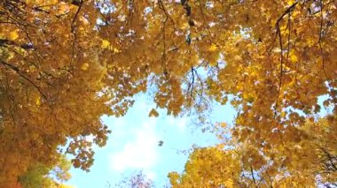 Sonbahar Sahnesi. Düşen renkli akçaağaç yaprakları, sonbahar parkında sarı ağaçlar, orman
