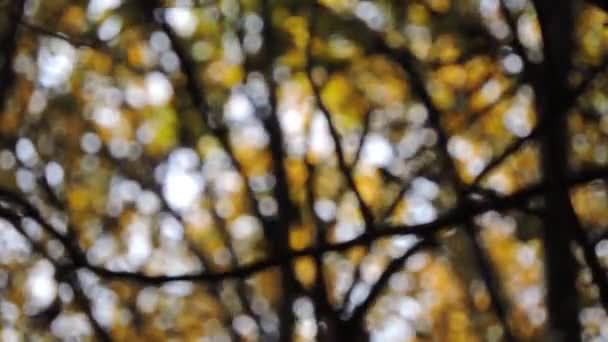 Herfst plaats delict. Vallende kleurrijke esdoornbladeren, gele bomen in het herfstpark, bos — Stockvideo