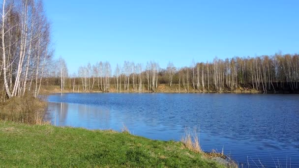 Landskap. Vinden blåser över den blå vattenytan i en flod eller sjö och skapar små vågor. Björkar på floden — Stockvideo