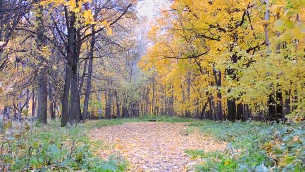 秋天的场景。五彩缤纷的枫叶，秋天公园里的黄树，森林 — 图库视频影像