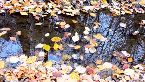 黄色のオレンジ色の赤秋の葉は、ストリーム、川、湖、葉の表面に水の中に浮かぶ上に横たわっている — ストック動画