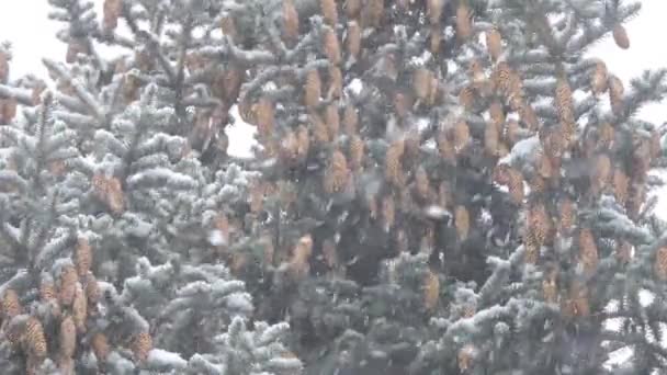 Snöfall på vintern i skogen, snöig julafton morgon, Fir grenar med kottarna svajande i vinden under ett snöfall — Stockvideo