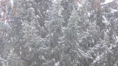 Kışın ormanda kar yağışı, karlı Noel sabahı, kar yağarken rüzgarda sallanan koni dalları...