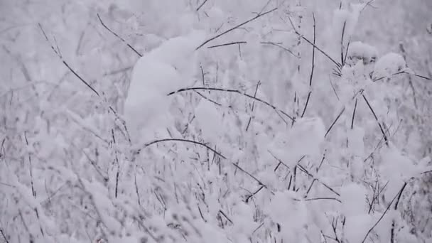 冬天的雪在森林里飘扬，植物在风中摇曳着，雪坚持着 — 图库视频影像