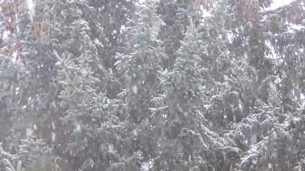 Nevicate in inverno nella foresta, mattina di Natale nevosa, rami di abete con coni ondeggianti nel vento durante una nevicata — Video Stock