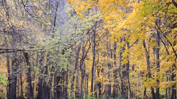 Herfst plaats delict. Vallende kleurrijke esdoornbladeren, gele bomen in het herfstpark, bos — Stockvideo