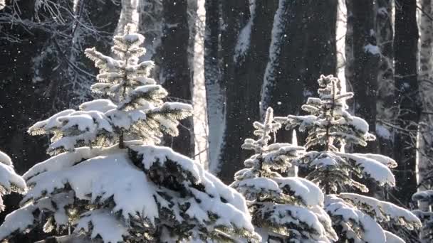 Schneefall im Winter im Wald, verschneiter Weihnachtsmorgen, Weihnachtsbäume sind bei Schneefall mit Schnee bedeckt — Stockvideo