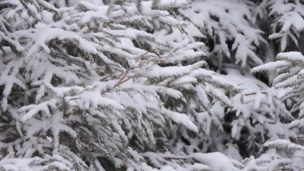 Snöfall på vintern i skogen, snöig jul morgon, Fir grenar svajande i vinden under ett snöfall — Stockvideo