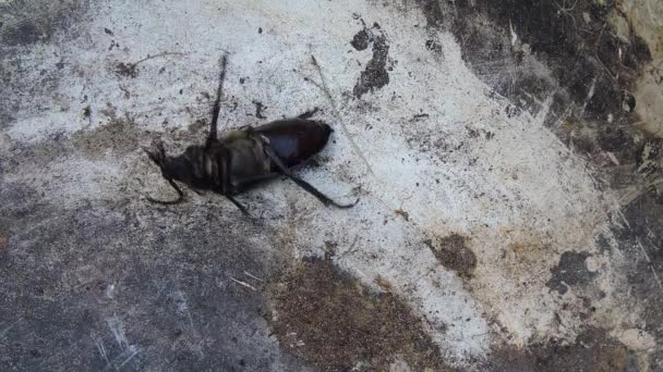 Um grande besouro preto está de cabeça para baixo em uma superfície branca cinza e tenta rolar sobre suas patas — Vídeo de Stock